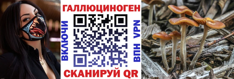 Купить закладки  Магас  Псилоцибиновые грибы мицелий 